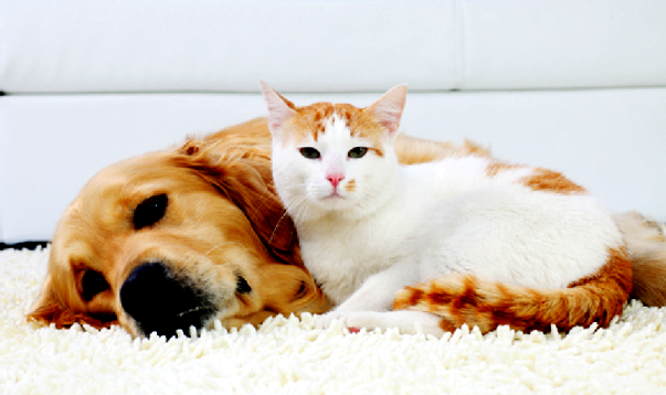 cat and dog urine cat and dog urine smell